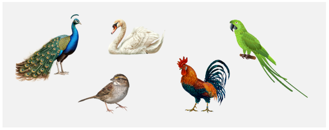 Birds Class